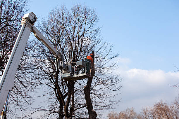 Best Leaf Removal  in Big Spring, TX